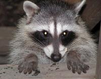 link to image raccoon_kimcabrera_1076.jpg