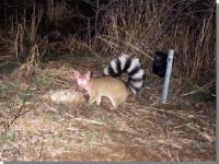 link to image ringtail1_bassariscus_astutus_nationalparkservice.jpg