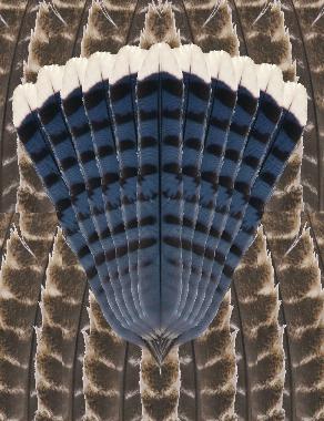 fan of bluejay feathers on background of wild turkey feathers