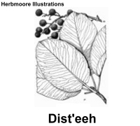 berry tree & shrub illustrations