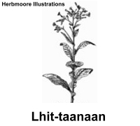 other plant illustrations