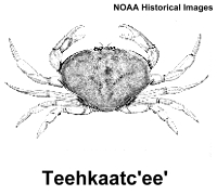 marine arthropod illustrations